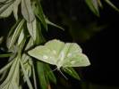 Thetidia albocostaria