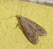 Aphomia zelleri