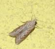 Aphomia zelleri