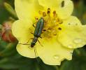 Chrysanthia geniculata