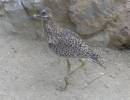 Burhinus capensis - Spotted Thick-knee