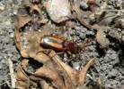 Polistichus connexus
