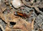 Polistichus connexus