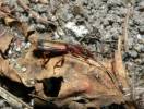 Polistichus connexus