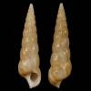 Acirsa subdecussata