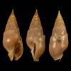 Pusionella valida