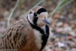 Peltohyas australis - Inland Dotterel
