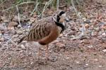 Peltohyas australis - Inland Dotterel