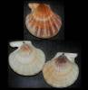 Talochlamys zelandiae