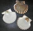Leptopecten tumbezensis