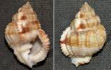 Bivetiella similis