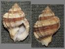 Bivetiella cancellata - kancelárka západoafrická
