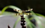Celithemis eponina