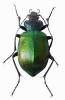 Calosoma sycophanta - krajník pižmový