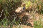 Pedionomus torquatus - Plains-wanderer