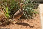 Pedionomus torquatus - Plains-wanderer
