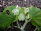 Begonia hirtella