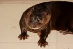 Lutra sumatrana - vydra chluponosá