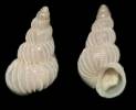 Epitonium townsendi
