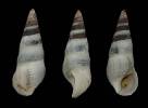 Batillaria cumingii