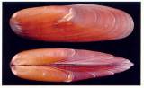 Lithophaga lithophaga - European Date Mussel
