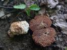 Gautieria morchelliformis