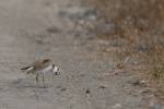 Charadrius javanicus - Javan Plover