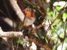 Erithacus rubecula superbus - Canary Islands Robin