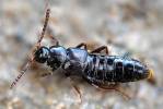 Pella funesta
