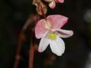 Begonia bullatifolia
