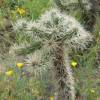 Cylindropuntia tunicata