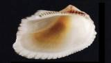 Noetia bisculcata