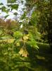Acer buergerianum - Trident Maple