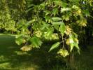 Acer buergerianum - Trident Maple
