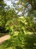 Acer buergerianum - Trident Maple