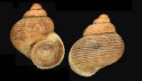 Pomatias hyrcanum