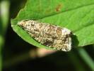 Syricoris lacunana - obaleč jahodníkový