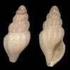Drillia tholos