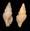 Drillia pselia
