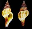 Fusinus zebrinus