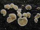 Clitopilus hobsonii - mechovka Hobsonova