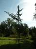 Ginkgo biloba 'Tit'