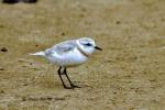 Charadrius pallidus - Chestnut-banded Plover