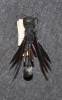 Ammophila laevigata