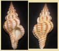 Polygona filosa