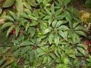 Begonia caroliniifolia