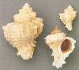 Hexaplex rileyi