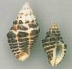 Cronia konkanensis