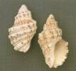 Semiricinula tissoti