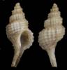 Trophonopsis barvicensis